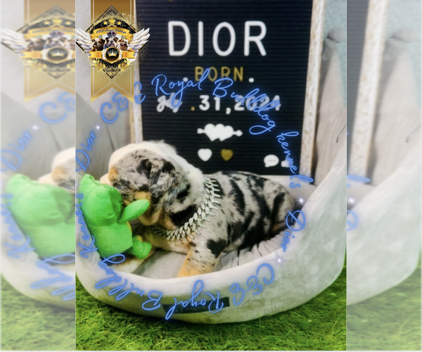 Medium Photo #10 English Bulldog Puppy For Sale in ATHENS, GA, USA