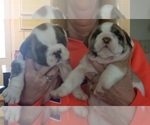 Small Photo #1 English Bulldog Puppy For Sale in GERMAN VALLEY, IL, USA