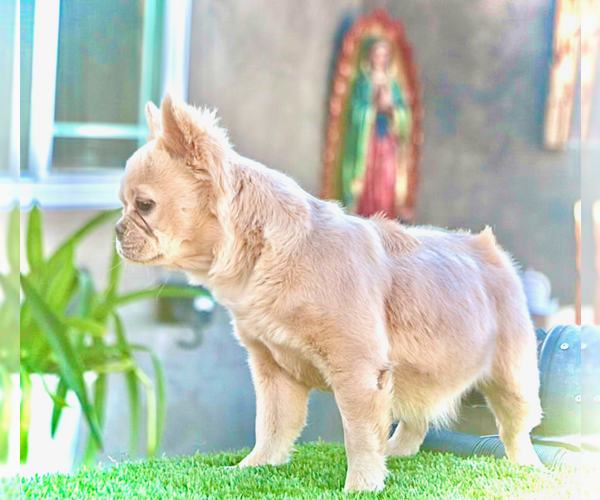 Medium Photo #2 French Bulldog Puppy For Sale in UNIVERSAL CITY, CA, USA