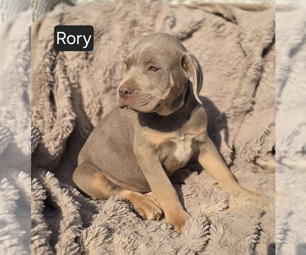 Medium Photo #2 Cane Corso Puppy For Sale in MINERAL WELLS, WV, USA