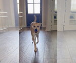 Small #18 Labrador Retriever Mix