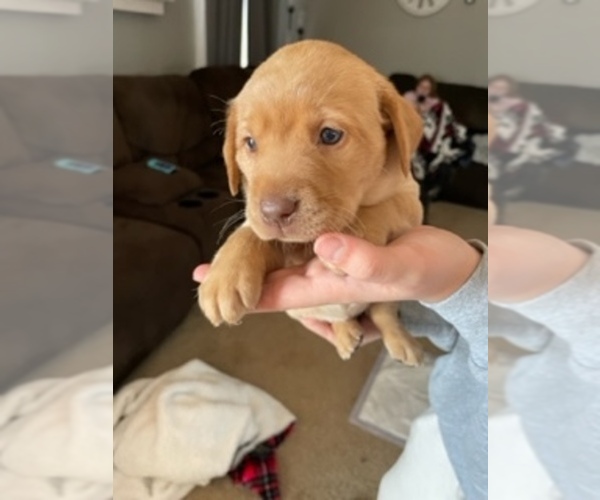 Medium Photo #1 Labrador Retriever Puppy For Sale in HEDRICK, IA, USA