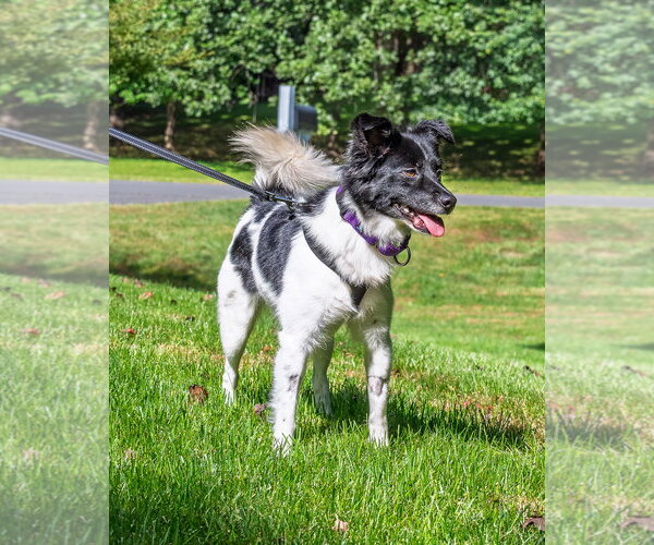 Medium Photo #7 Colonial Cocker Spaniel-Unknown Mix Puppy For Sale in Arlington, VA, USA