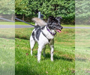 Coco - Female Colonial Cocker Spaniel-Unknown Mix Dog for Adoption - Photo #7