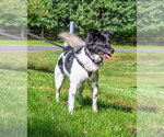 Small Photo #7 Colonial Cocker Spaniel-Unknown Mix Puppy For Sale in Arlington, VA, USA