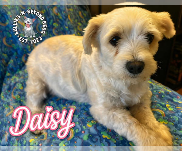 Medium Photo #2 Maltese-Unknown Mix Puppy For Sale in Omaha, NE, USA