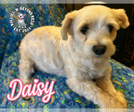 Small #1 Maltese Mix