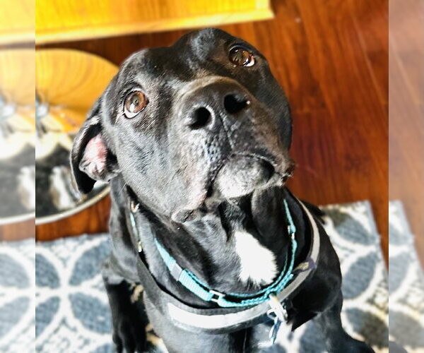 Medium Photo #8 Mutt Puppy For Sale in Fargo, ND, USA