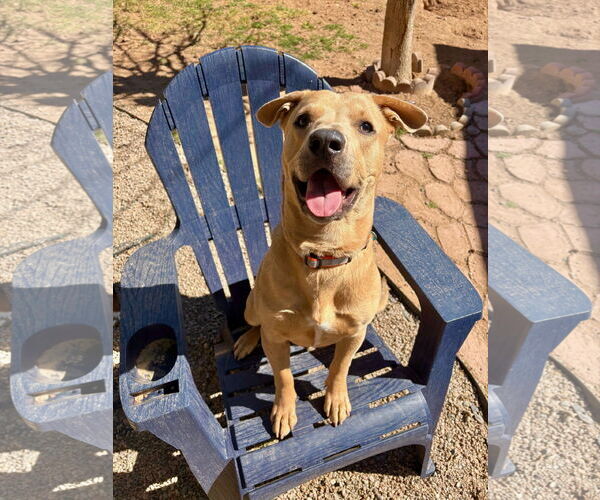 Medium Photo #1 American Pit Bull Terrier-Labrador Retriever Mix Puppy For Sale in Chandler, AZ, USA