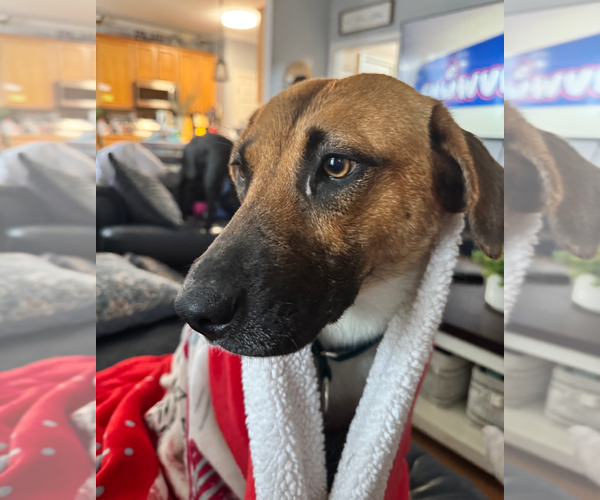 Medium Photo #3 Mutt Puppy For Sale in Holly Springs, NC, USA