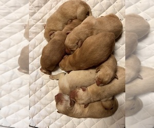 Labrador Retriever Puppy for sale in NEOLA, WV, USA