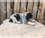 Puppy 4 Bluetick Coonhound