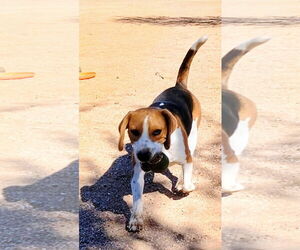 Beagle Dogs for adoption in Apple Valley, CA, USA