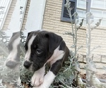 Puppy 0 Alapaha Blue Blood Bulldog-American Staffordshire Terrier Mix