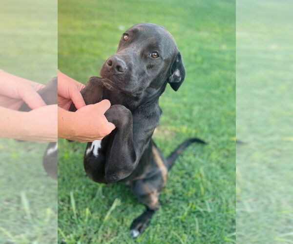 Medium Photo #3 Mastador Puppy For Sale in McKinney, TX, USA