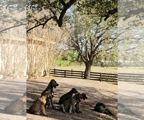 Medium Photo #3 Irish Wolfhound Puppy For Sale in MATHIS, TX, USA