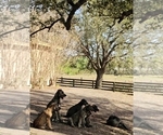 Small #2 Irish Wolfhound