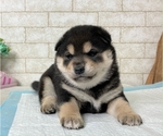 Small Photo #9 Shiba Inu Puppy For Sale in SEATTLE, WA, USA