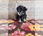 Small #20 Schnauzer (Miniature)