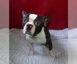 Small #4 Boston Terrier