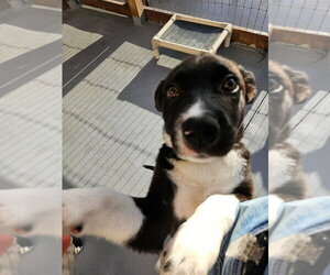 Borador Dogs for adoption in oakland, FL, USA