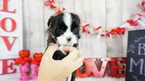 Small Photo #6 Shih Tzu Puppy For Sale in FULLERTON, CA, USA