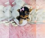 cute puppy - Female Biewer Terrier Puppy for Sale - Photo #17