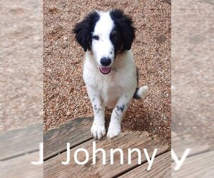 Border-Aussie Dogs for adoption in Mountain View, AR, USA