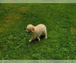 Small Photo #4 Goldendoodle Puppy For Sale in WEST BROOKFIELD, MA, USA
