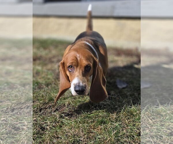 Medium Photo #5 Basset Hound Puppy For Sale in Brookville, OH, USA