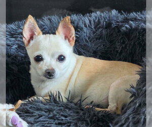 Milly - Female Chihuahua Dog for Adoption - Photo #7