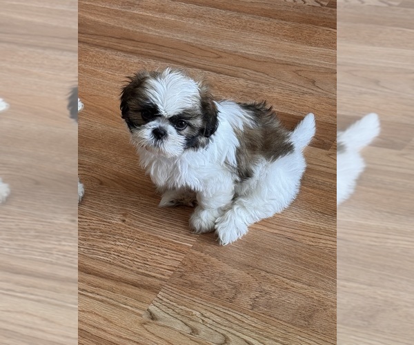 Medium Photo #2 Shih Tzu Puppy For Sale in ORLANDO, FL, USA