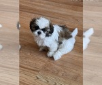 Small #1 Shih Tzu