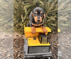 Dachshund Puppy for sale in MIDDLEBURY, IN, USA