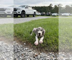 Medium Great Dane