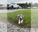 Puppy Puppy 1 Great Dane