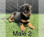 Small Photo #2 Rottweiler Puppy For Sale in MIRA LOMA, CA, USA