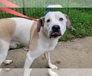 Coonhound-Labrador Retriever Mix Dogs for adoption in Rockaway, NJ, USA