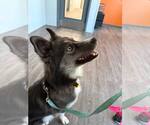 Small #2 Siberian Husky