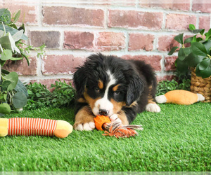 Bernese Mountain Dog Puppy for sale in SYRACUSE, IN, USA
