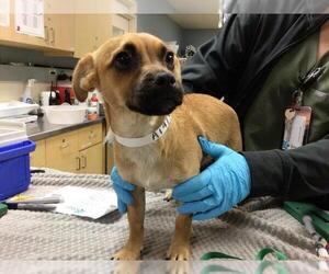 Mutt Dogs for adoption in Riverside, CA, USA