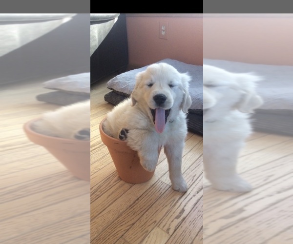 Medium Photo #1 Golden Retriever Puppy For Sale in CRANSTON, RI, USA