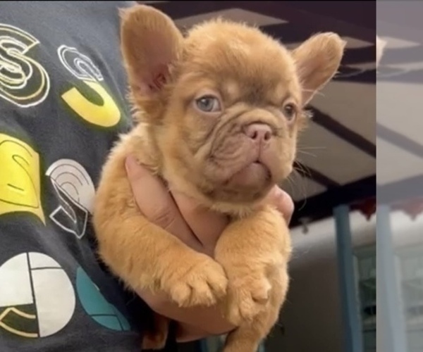 Medium Photo #1 French Bulldog Puppy For Sale in BARNESVILLE, GA, USA