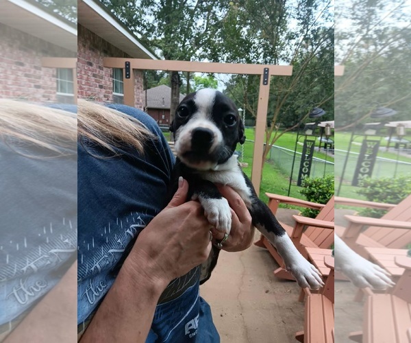 Medium Photo #1 Boston Terrier-Jack Russell Terrier Mix Puppy For Sale in Wakefield, RI, USA