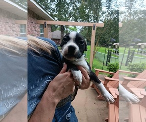 Boston Terrier-Jack Russell Terrier Mix Dogs for adoption in Wakefield, RI, USA