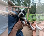 Small Boston Terrier-Jack Russell Terrier Mix