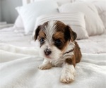 Puppy 5 Havanese