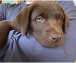 Small #2 Labrador Retriever Mix