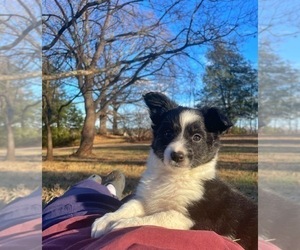 Medium Border Collie-Papillon Mix
