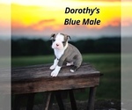 Small Photo #2 Boston Terrier Puppy For Sale in EWING, KY, USA